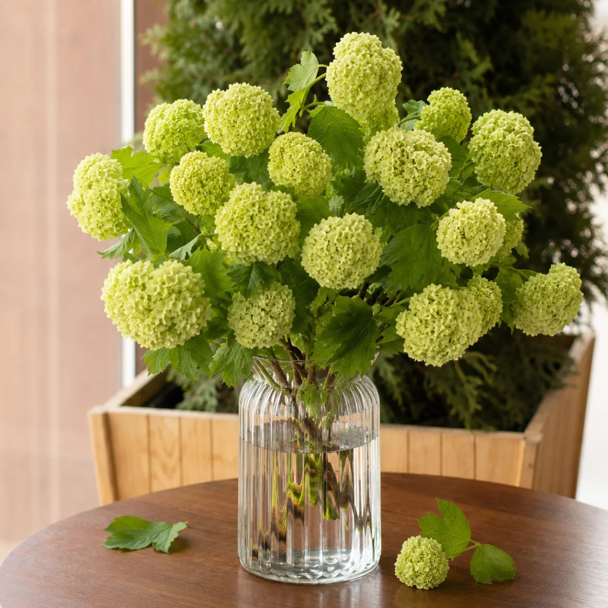 Калина зеленый Viburnum