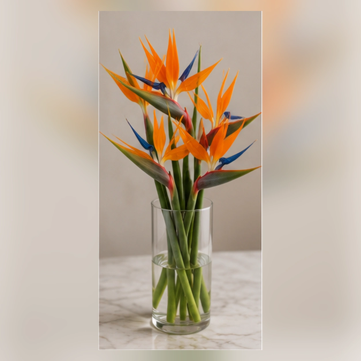 Стрелиция Bloem