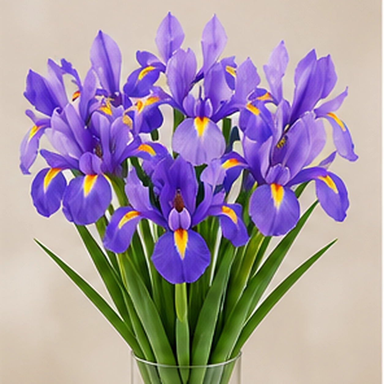 Ирис сиреневый Blue Magic