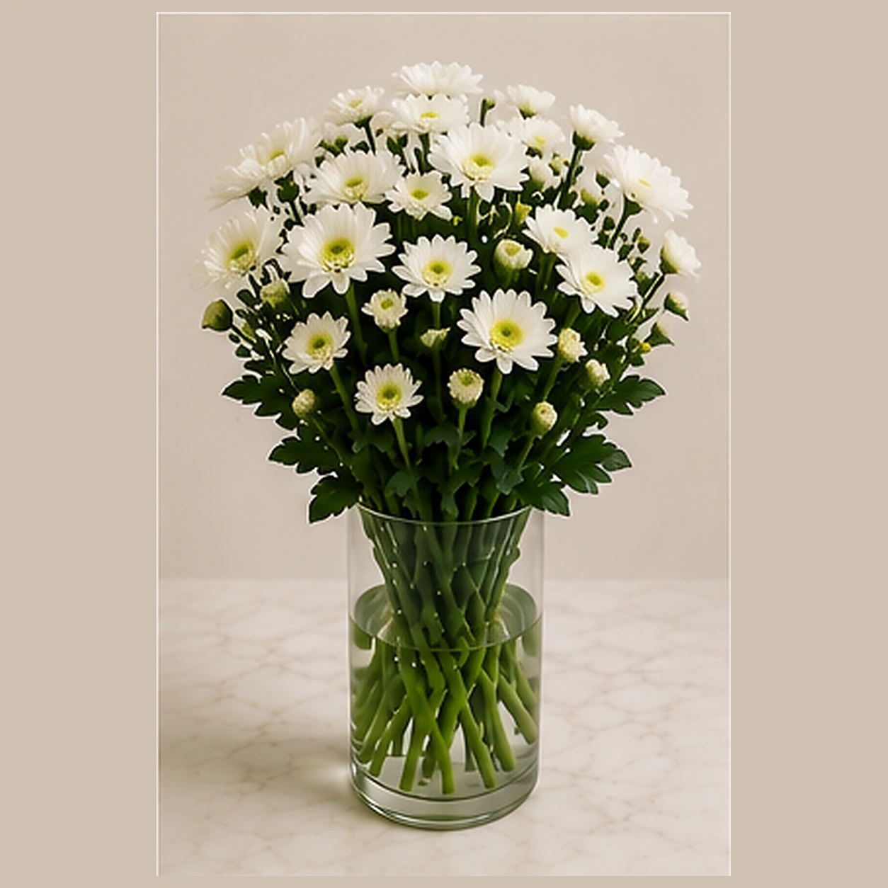 Хризантема куст белая Stallion White