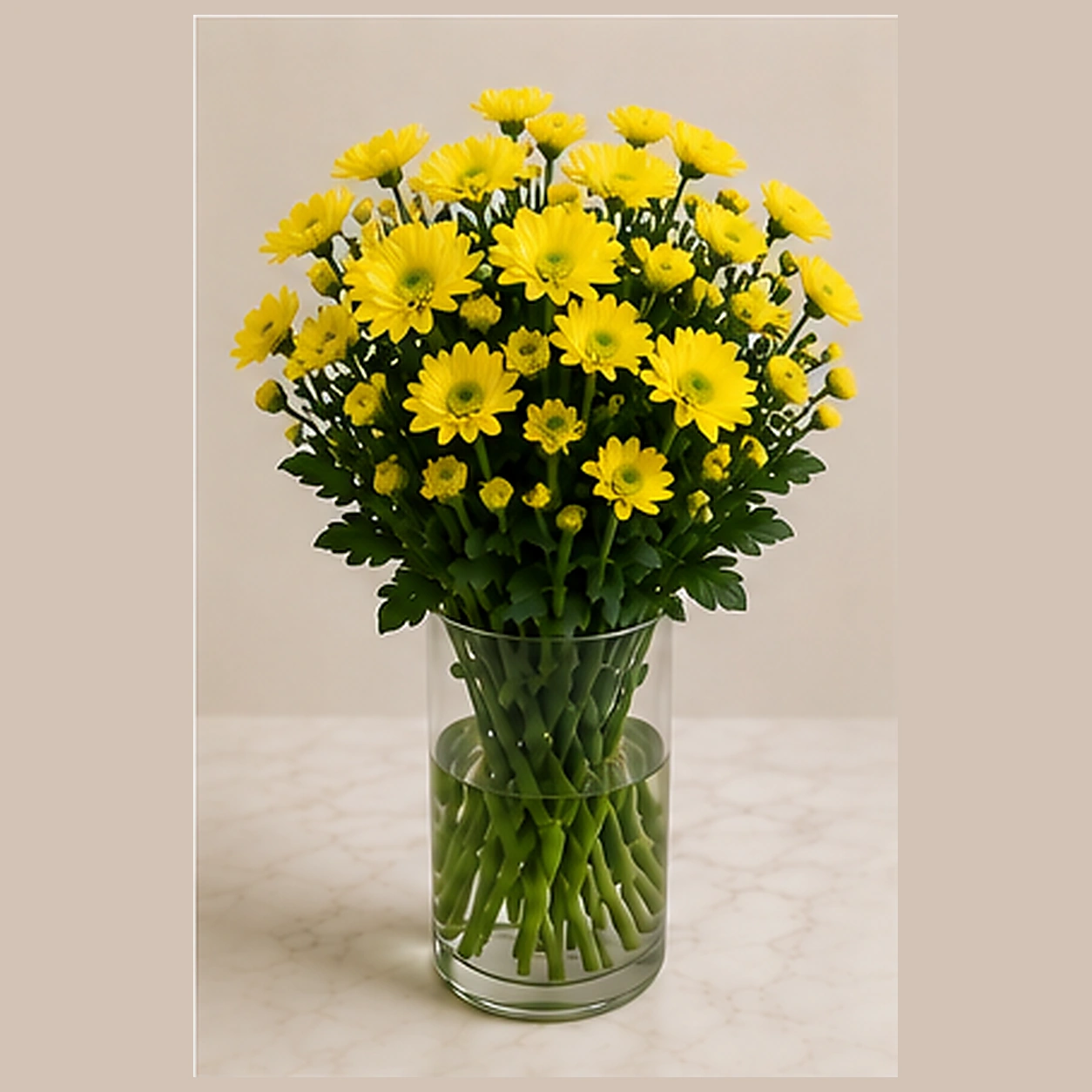 Хризантема куст желтая Baltica Yellow