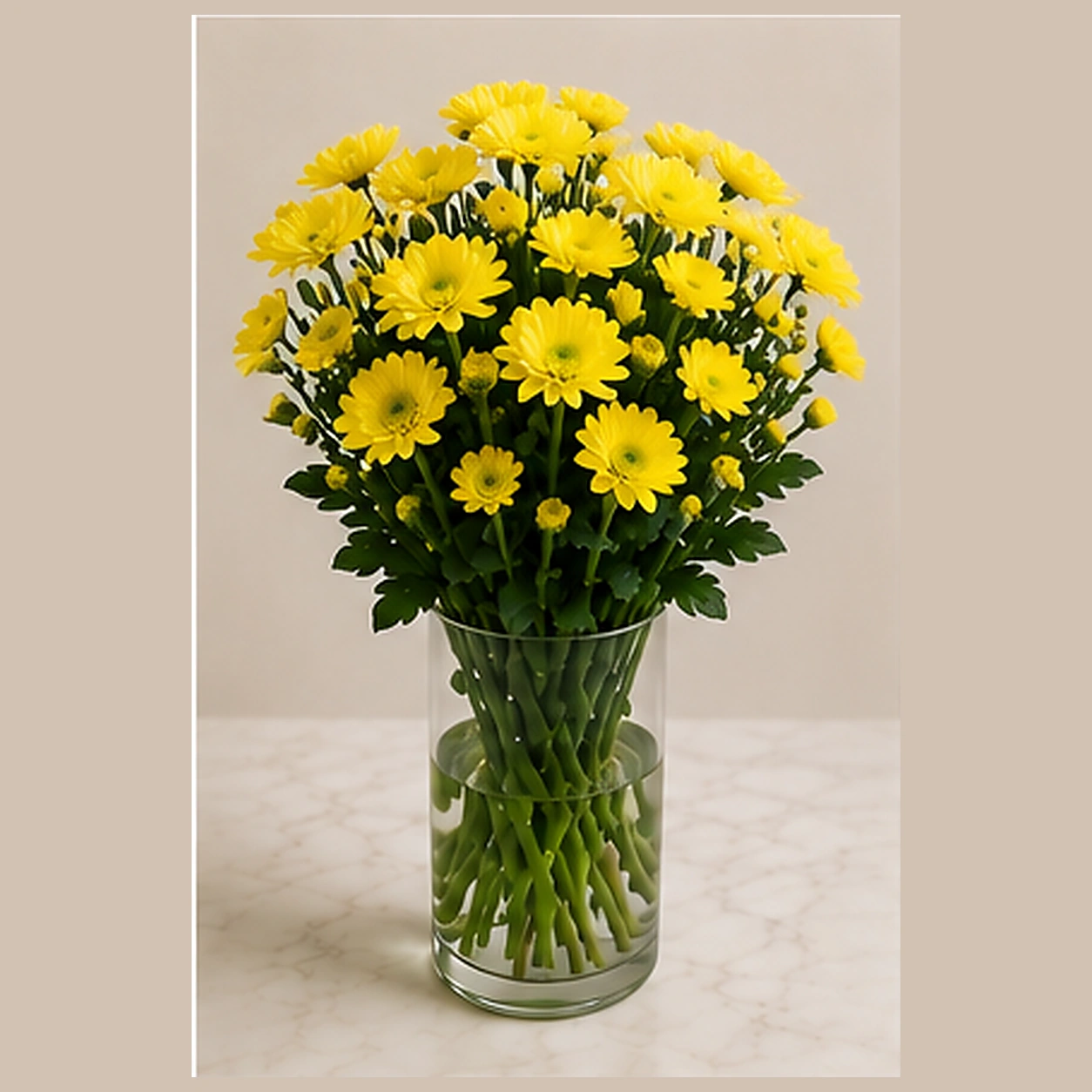 Хризантема куст желтая Radost Yellow