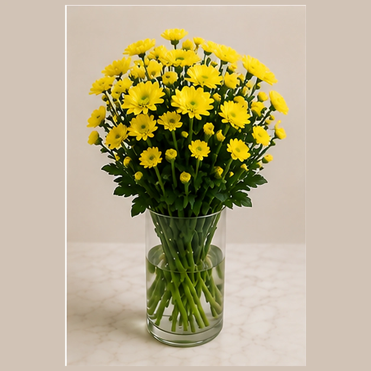 Хризантема куст желтая Stallion Yellow