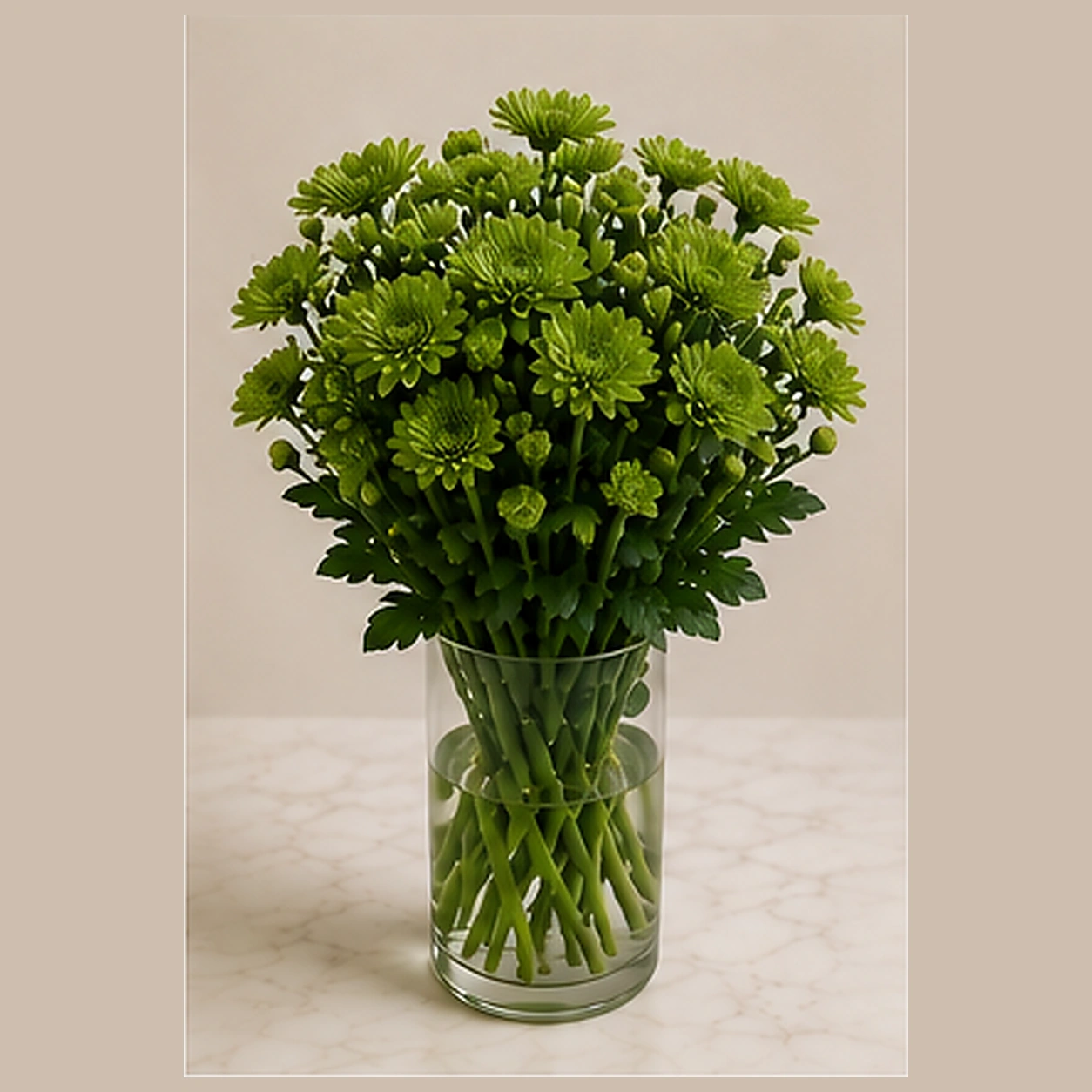 Хризантема куст зеленая Feeling Green Dark