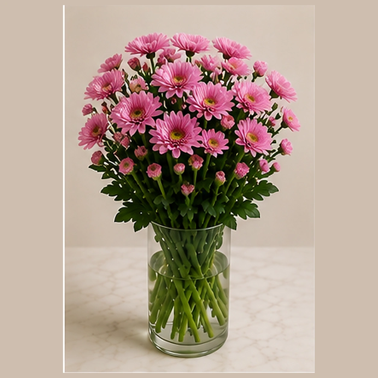 Хризантема куст розовая Major pink
