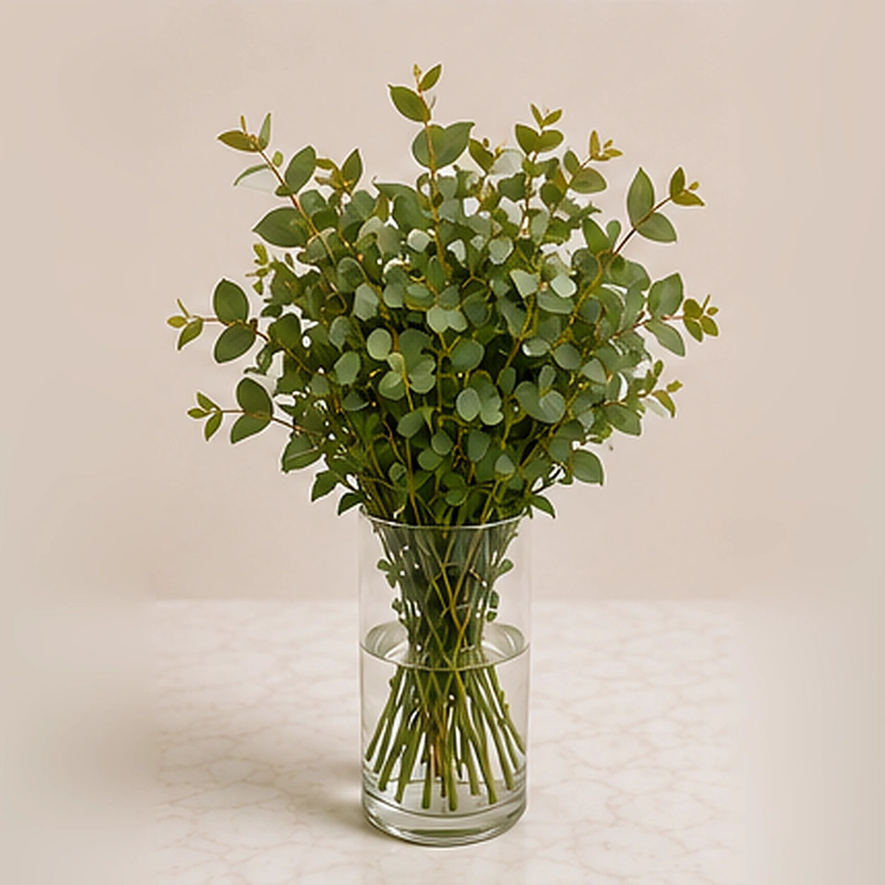 Фисташка Pistacia