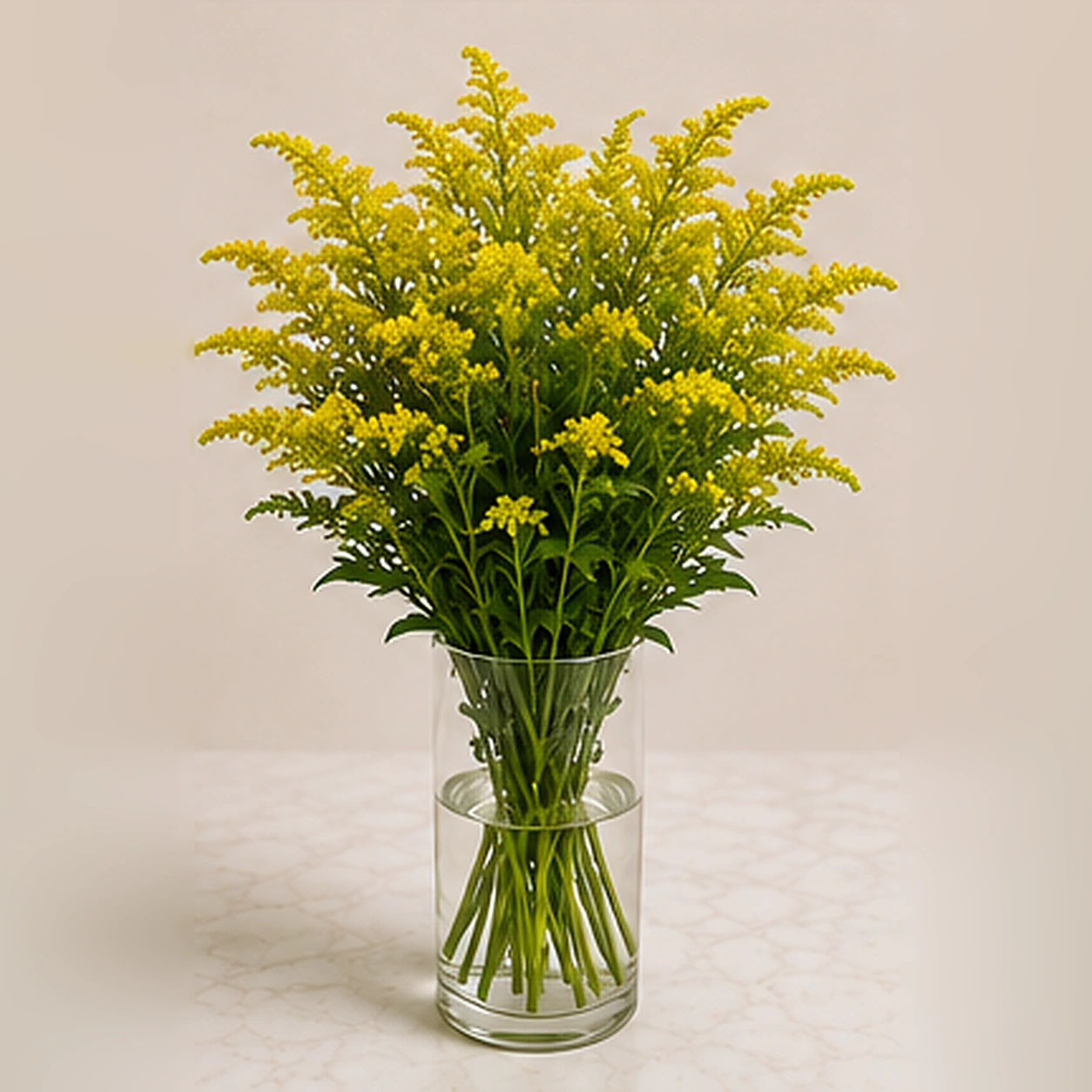 Солидаго Golden Gloru
