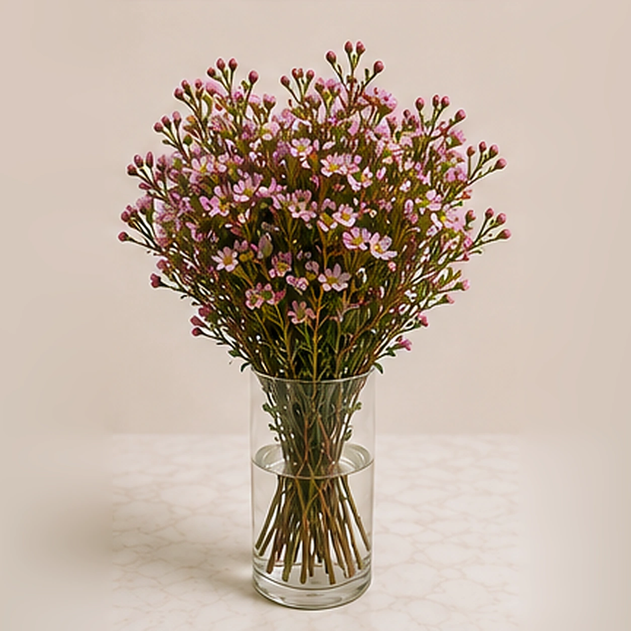 Шамелациум Г Orchid