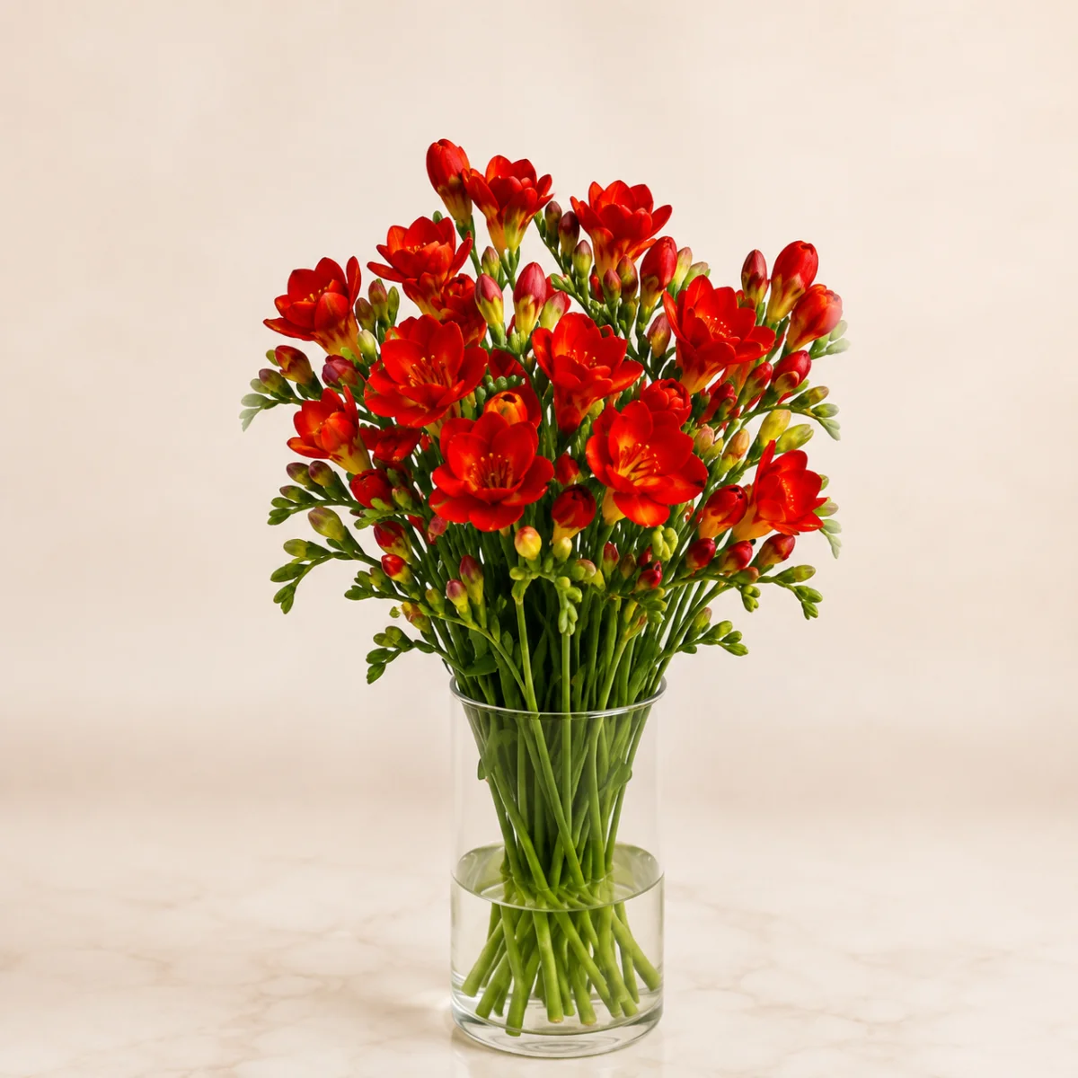 Фрезия красная Mandarine